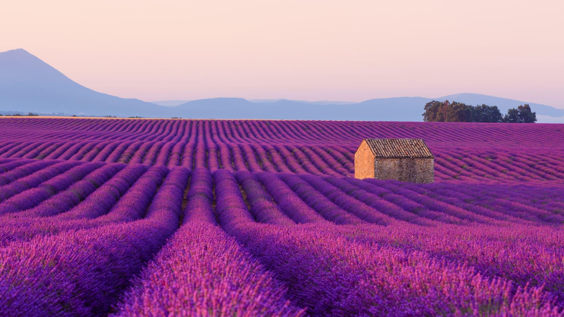 Lavender fields with a stone hut during sunset with mountains in the background in France.